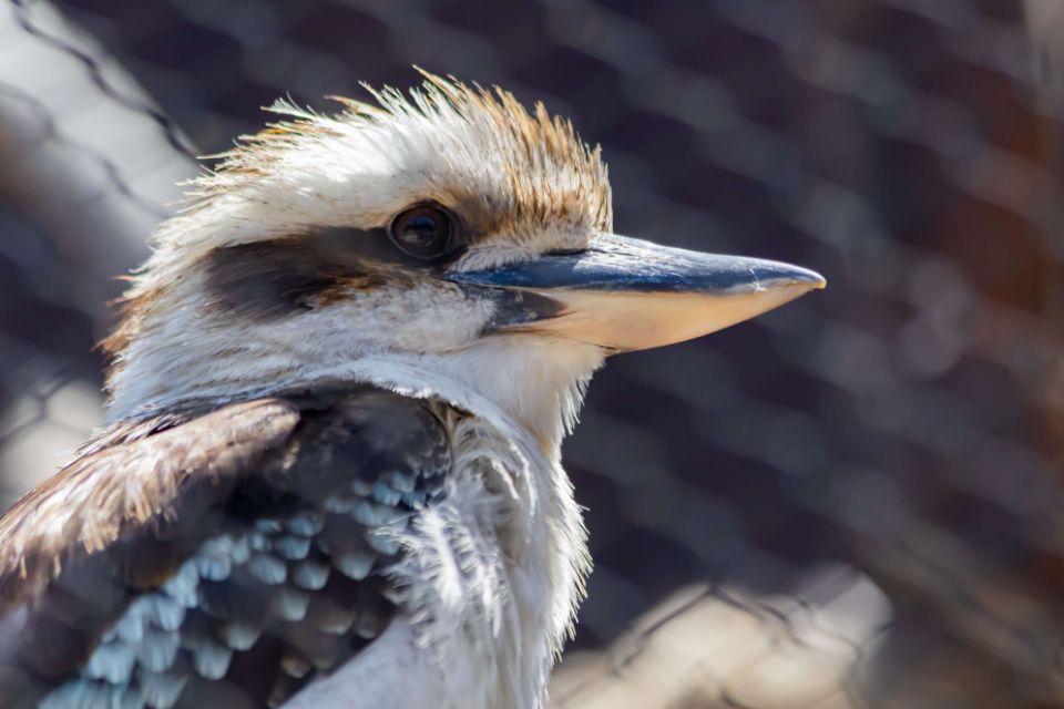 laughing kookaburra
