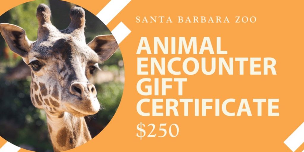 animal encounter gift certificate graphic