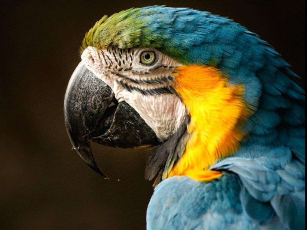 macaw