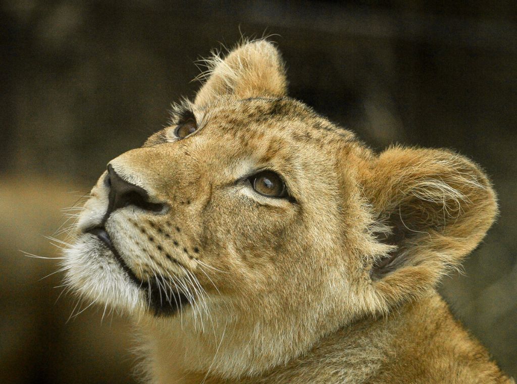 lioness