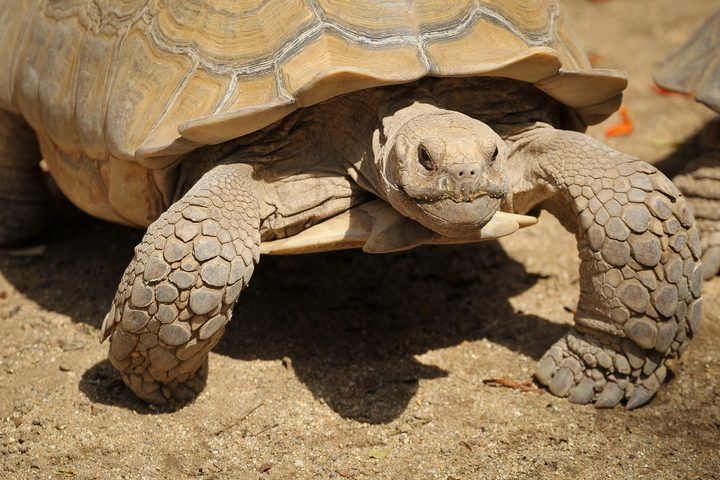 african spurred tortoise