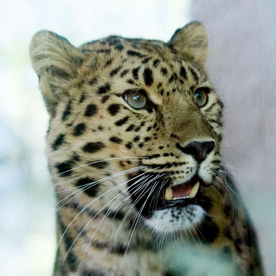 amur leopard