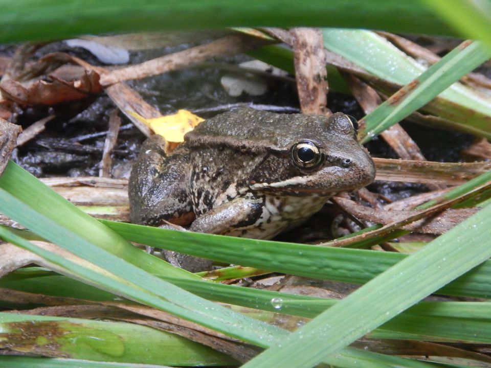 frog
