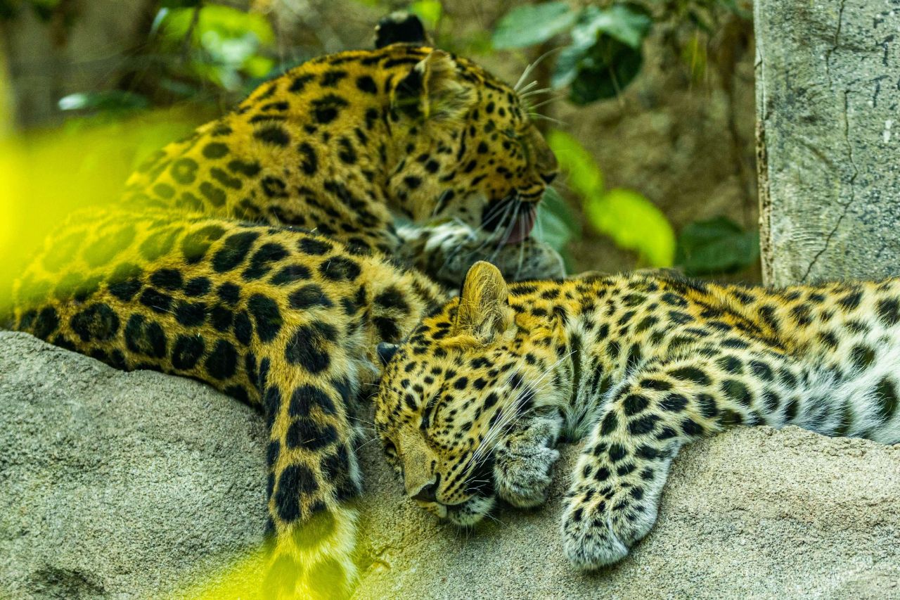 amur leopard