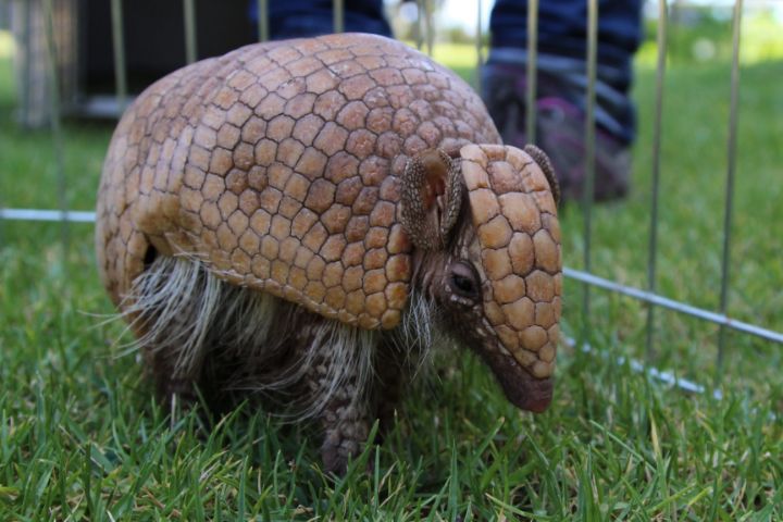 Armadillo