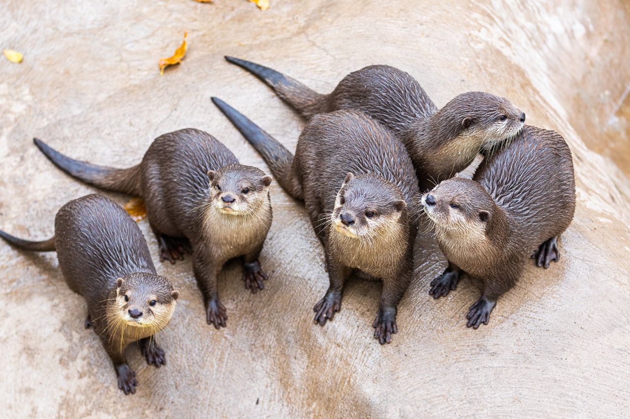 asian small clawed otter