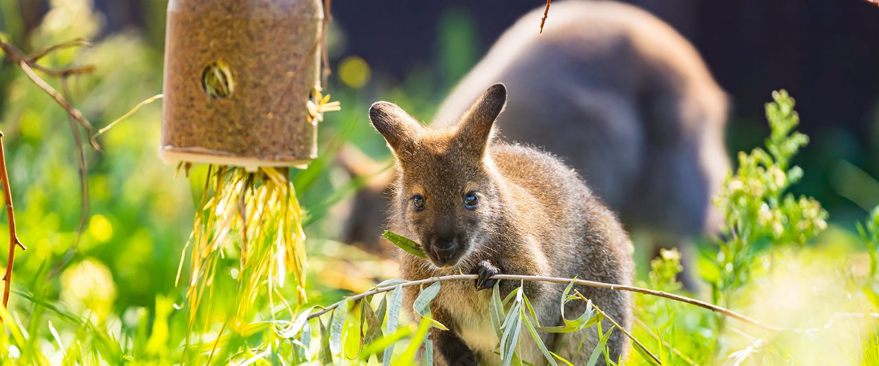 kangaroo eating leaves