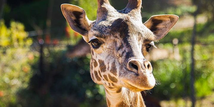Masai Giraffe Encounter