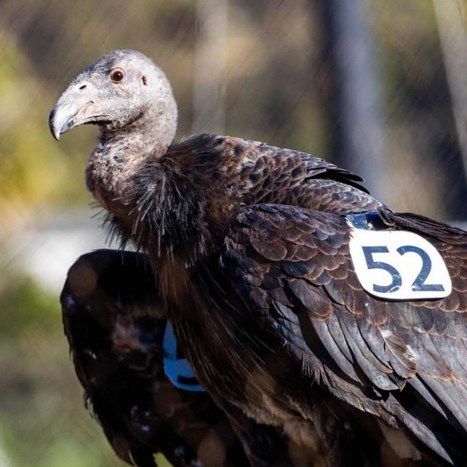 1152 condor