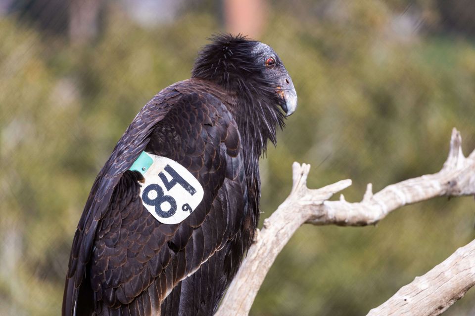984 condor