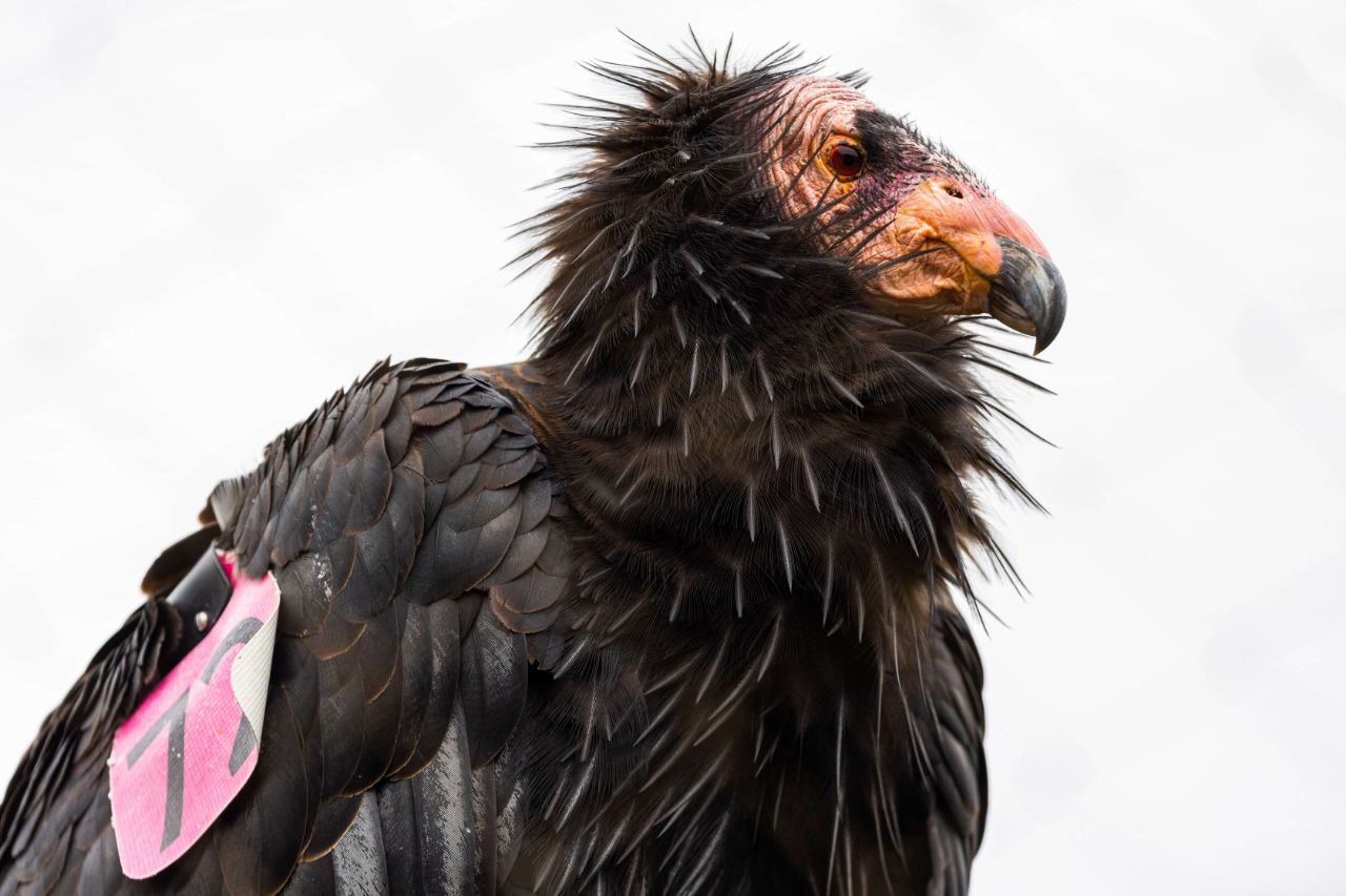 condor