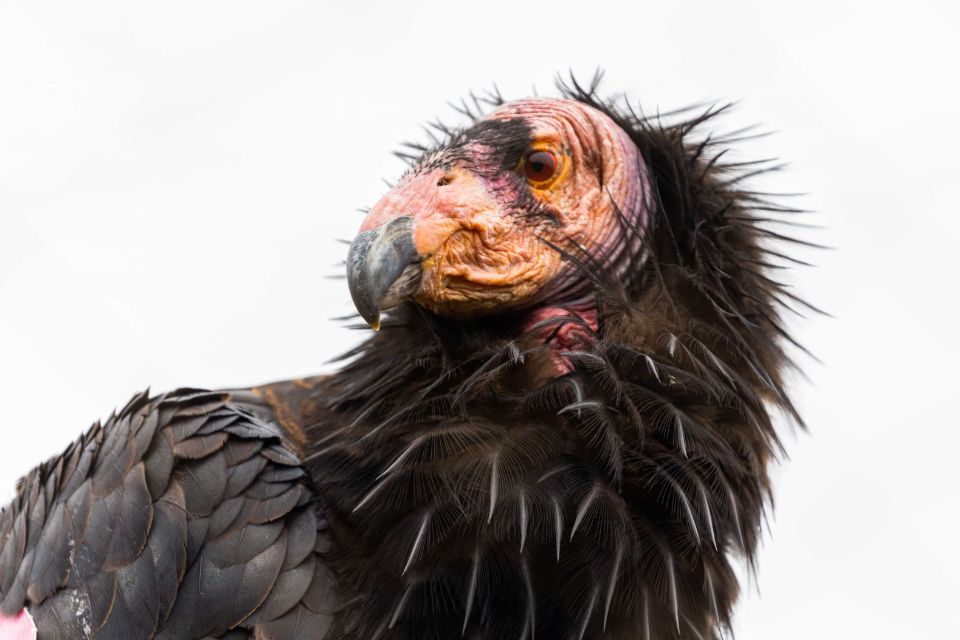 condor