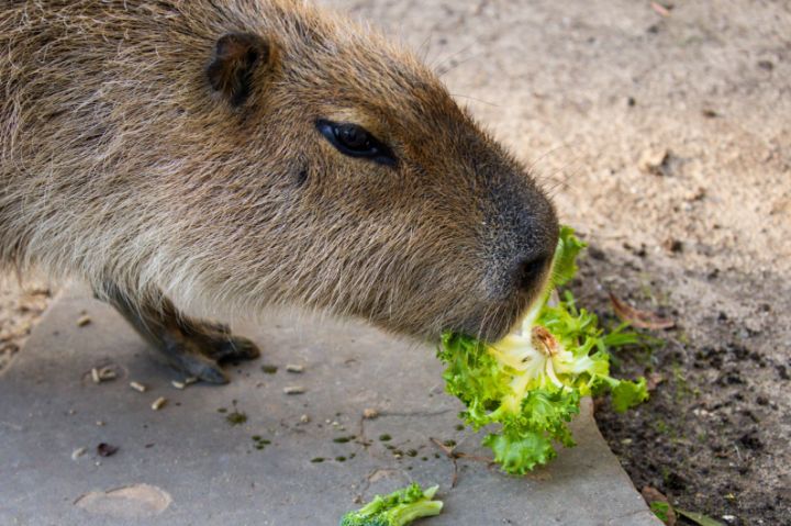 capybara eating