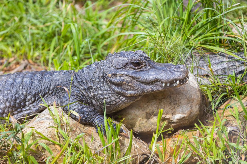 alligators
