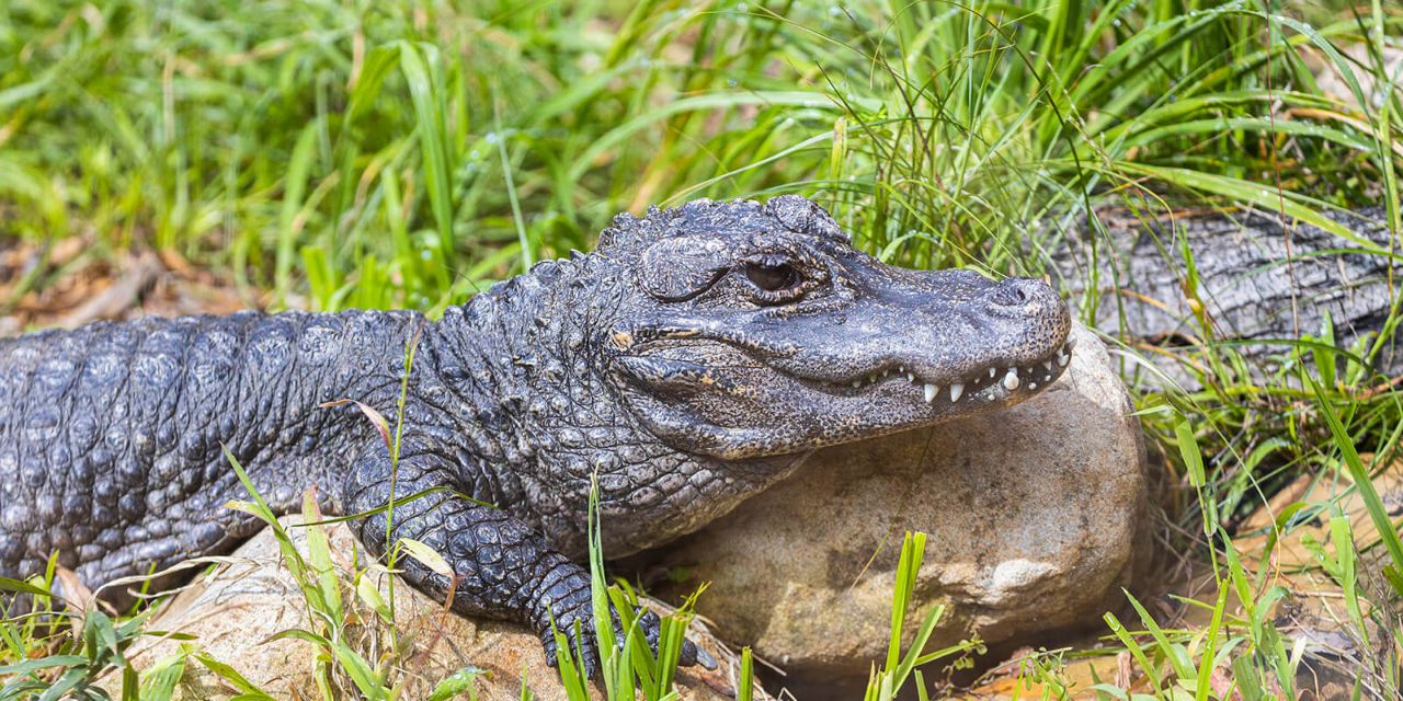 chinese alligator