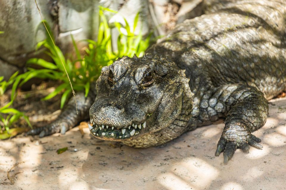 chinese alligator