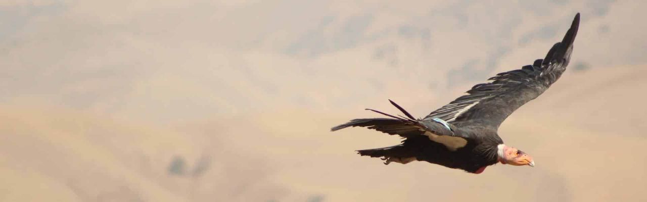 condor in flight
