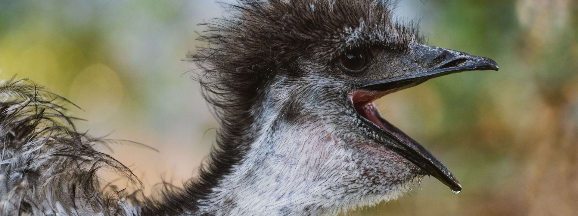 randomized banner image