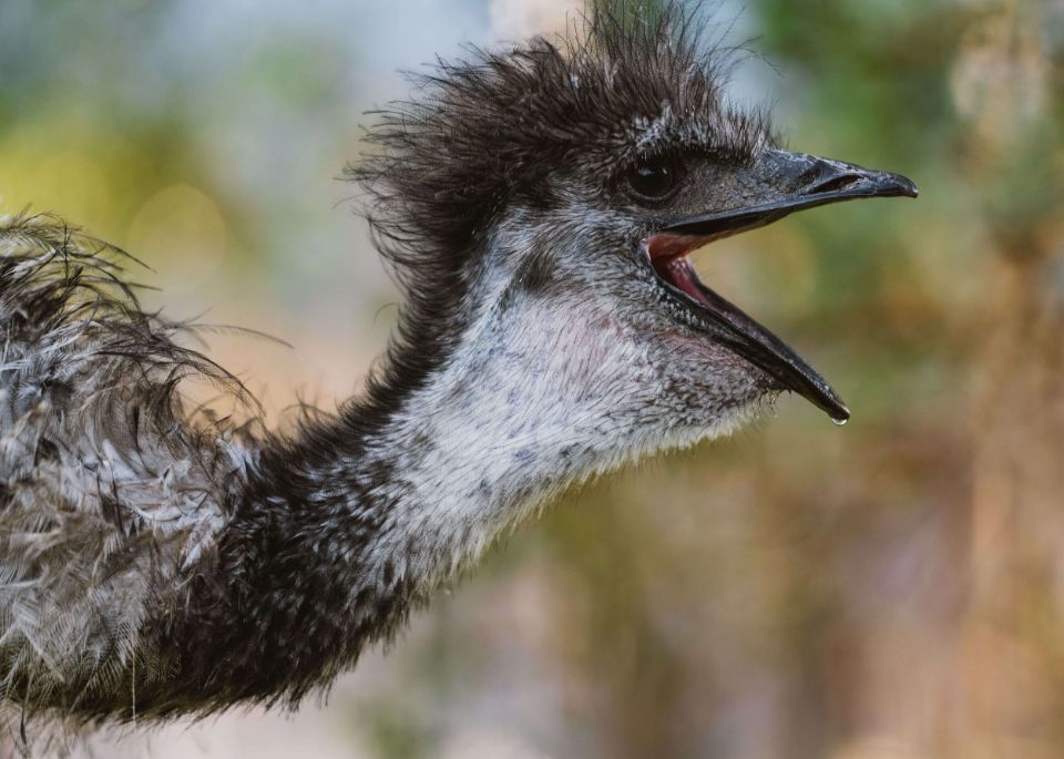 emu