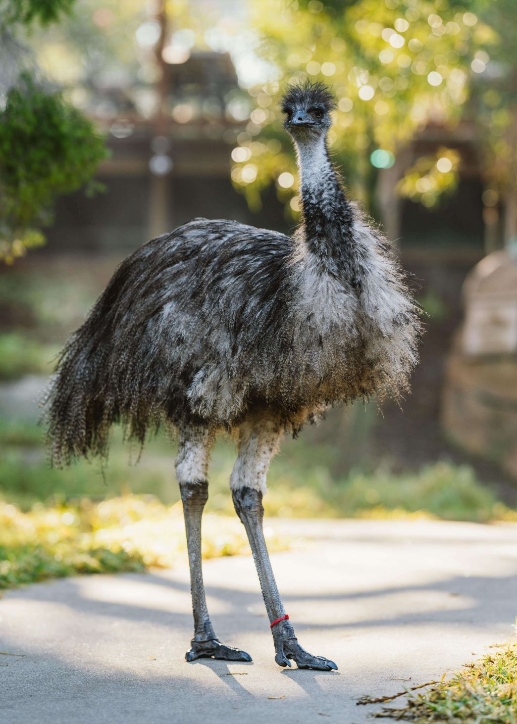 emu