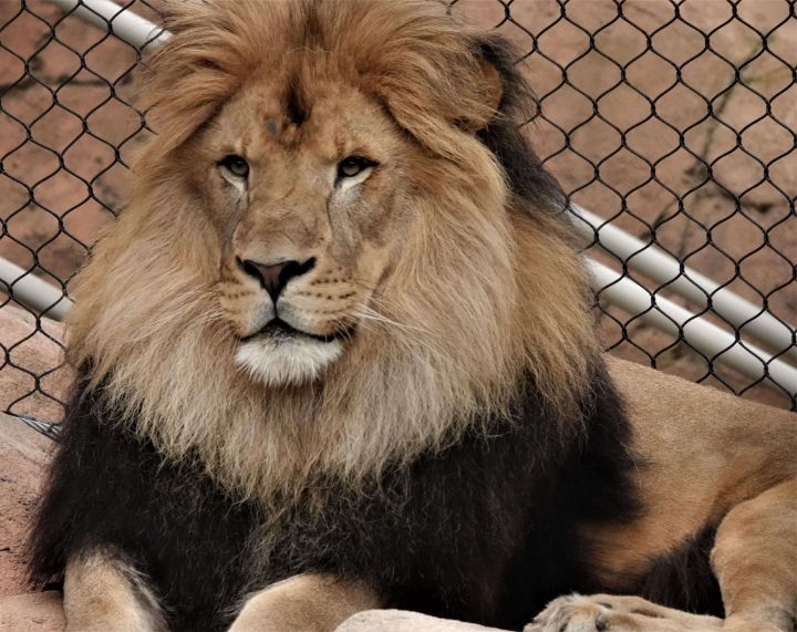 African Lion