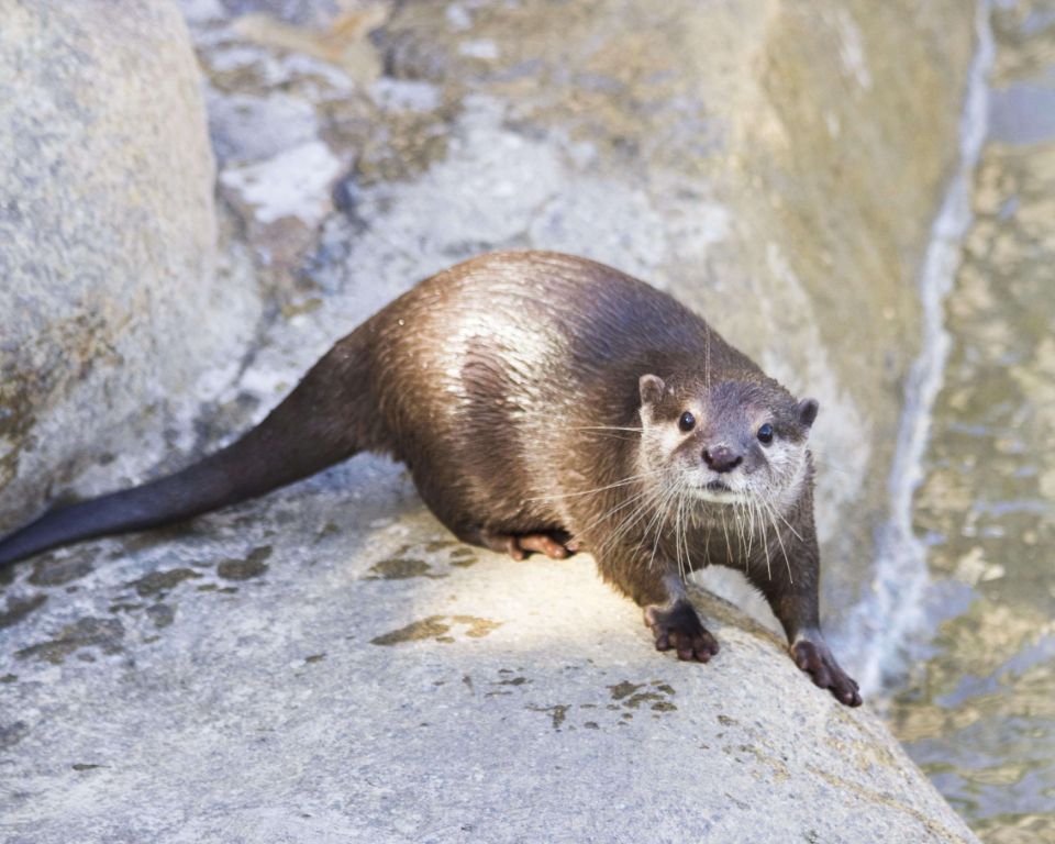 gail otter