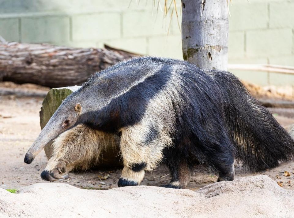 anteater