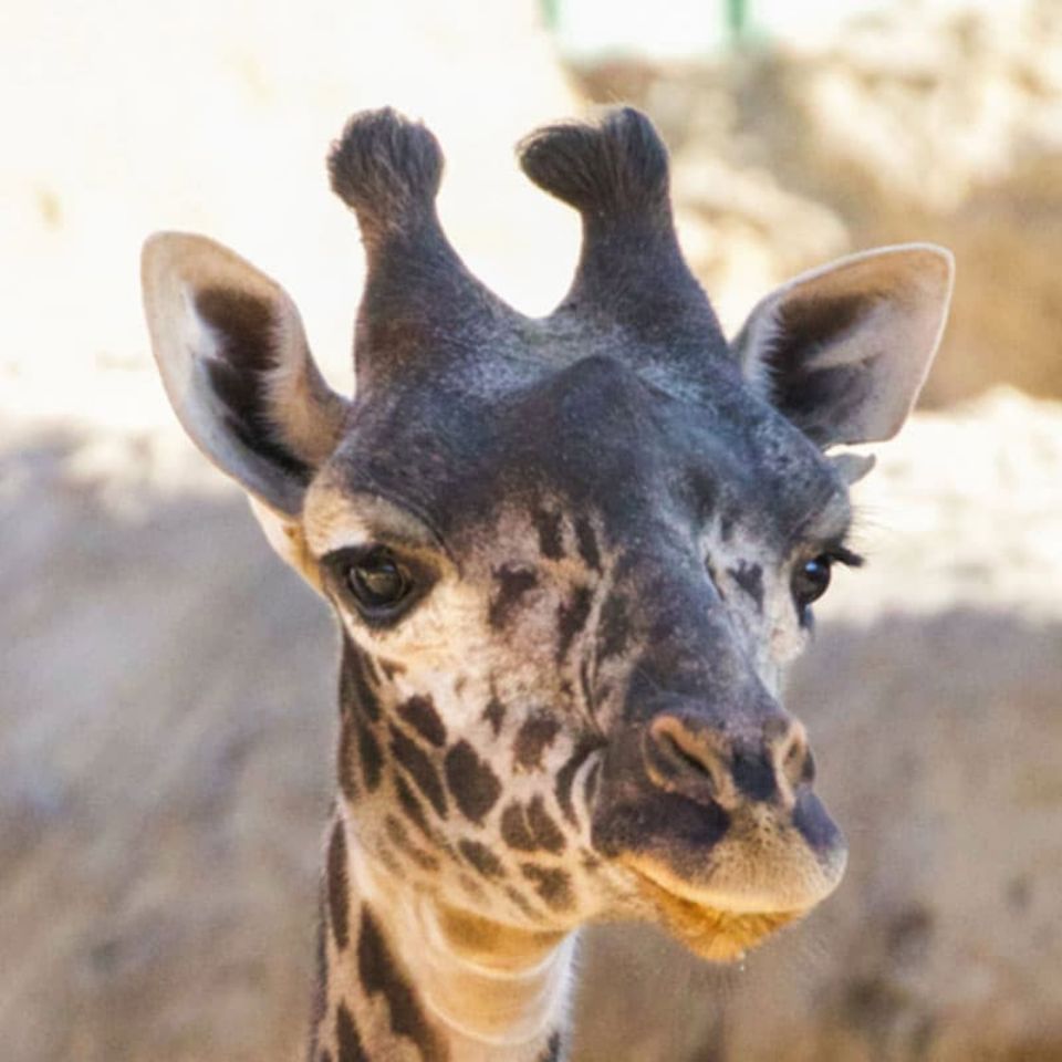adia the giraffe