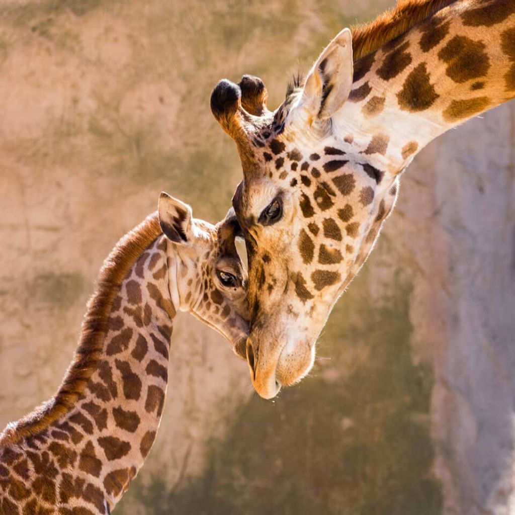 giraffe family