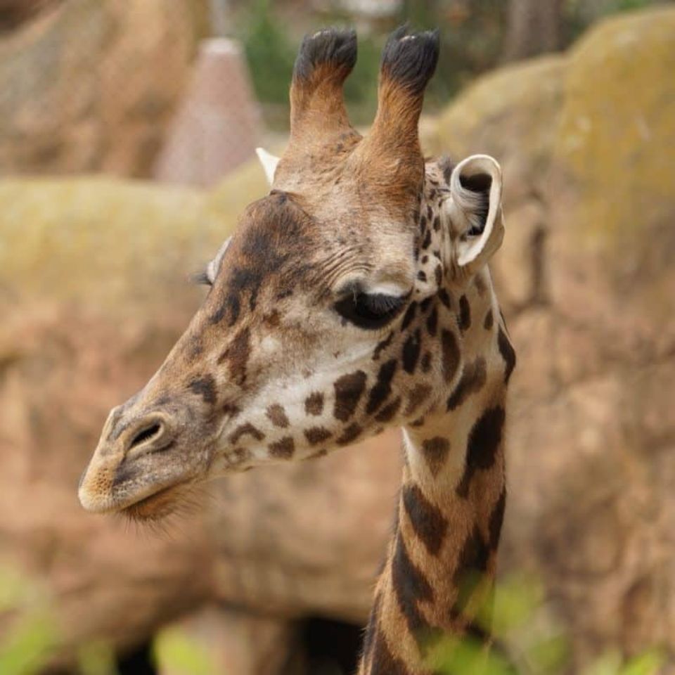 theo the giraffee