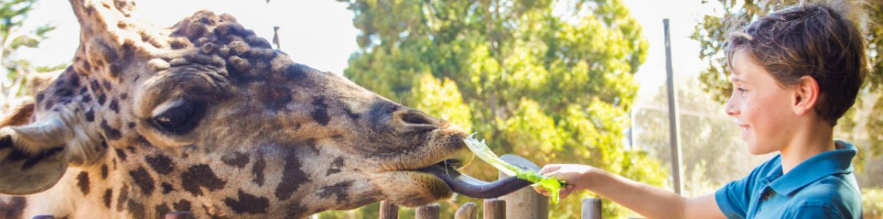 giraffe feeding