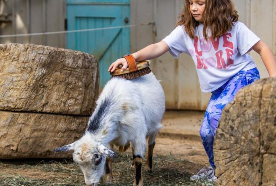 young girl brushing small white goat