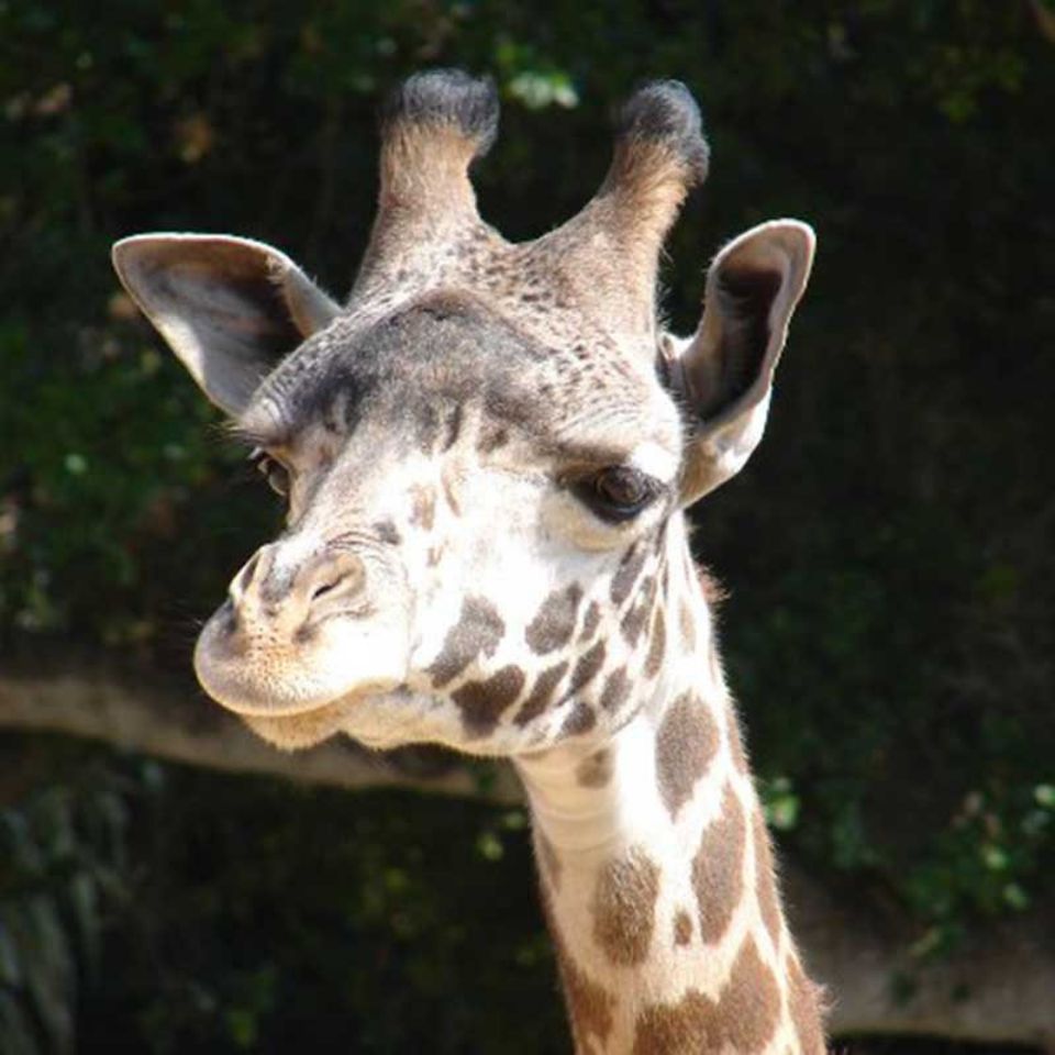 audrey the giraffe