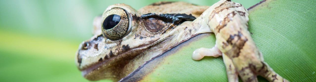 houchens baja treefrog