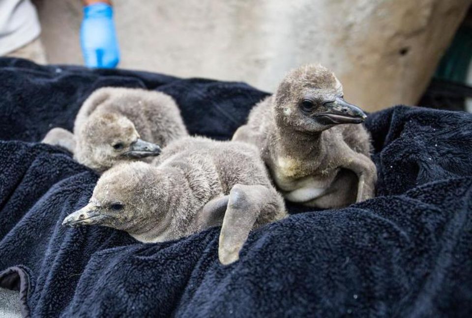 three fuzzy penguin chicks on a blue towel