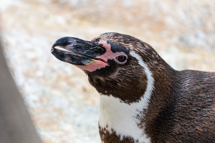 Humboldt Penguin 