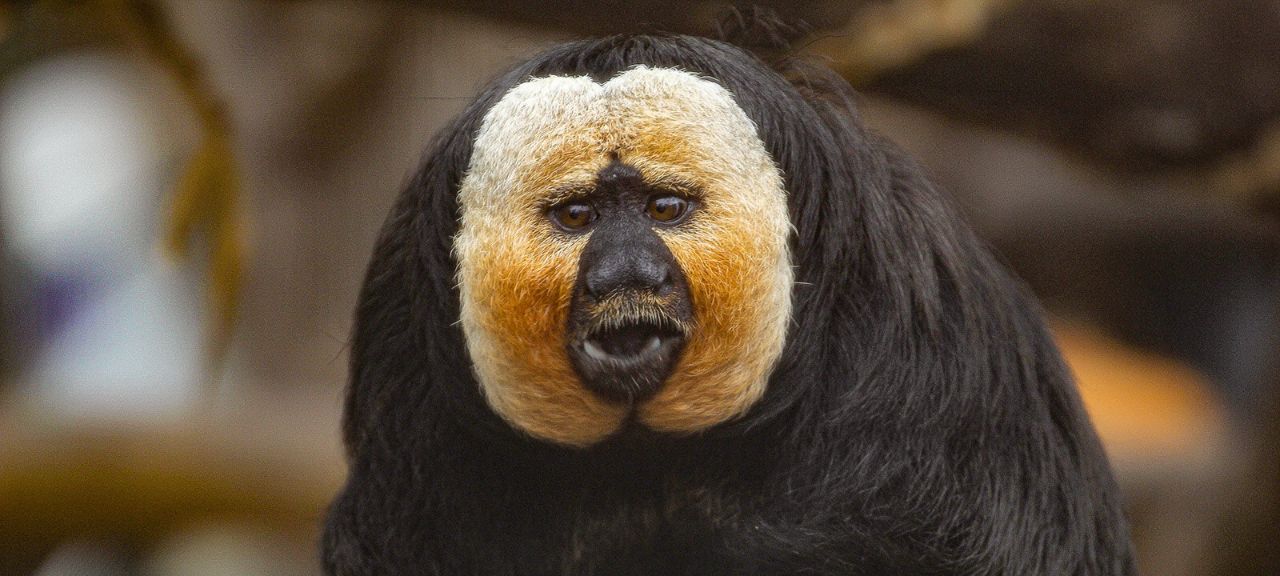 white-faced saki