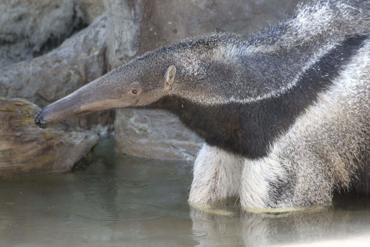 anteater