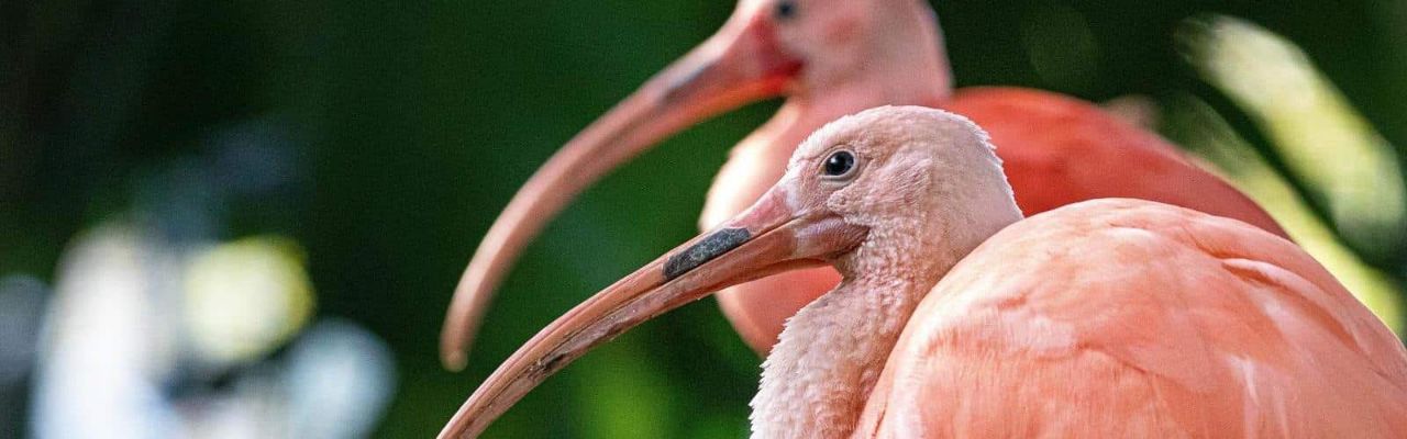 flamingos