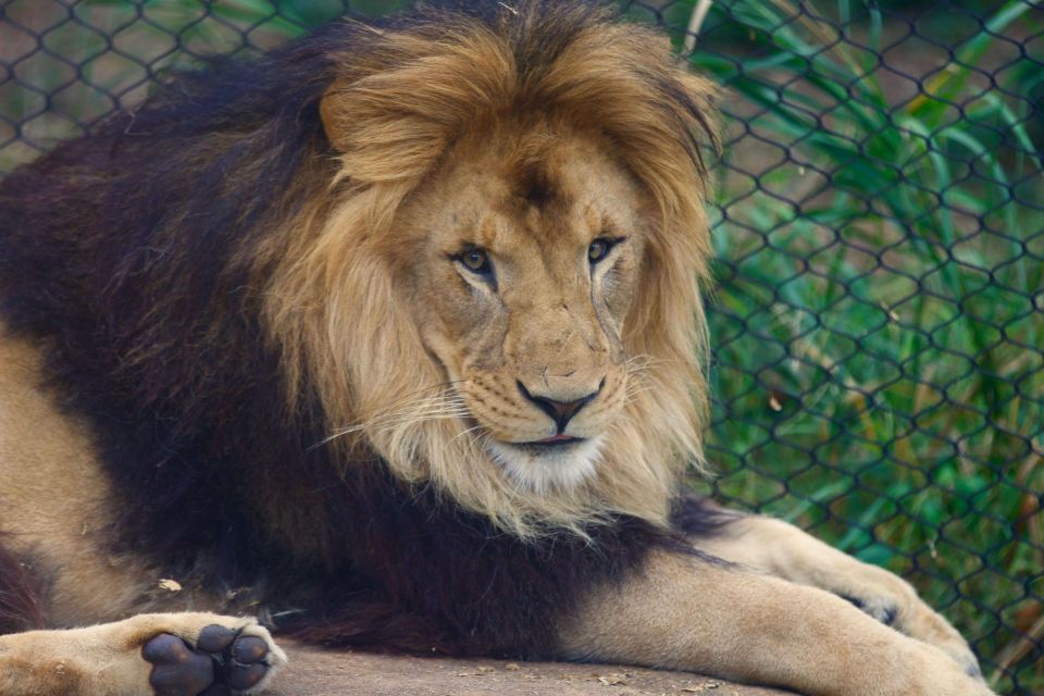 african lion