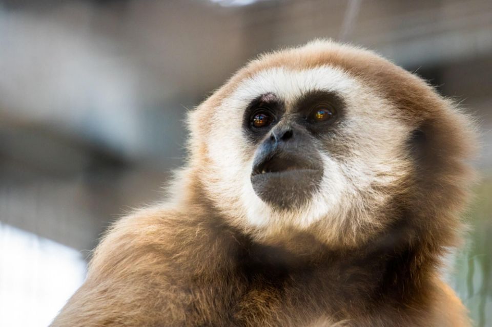 bono the gibbon
