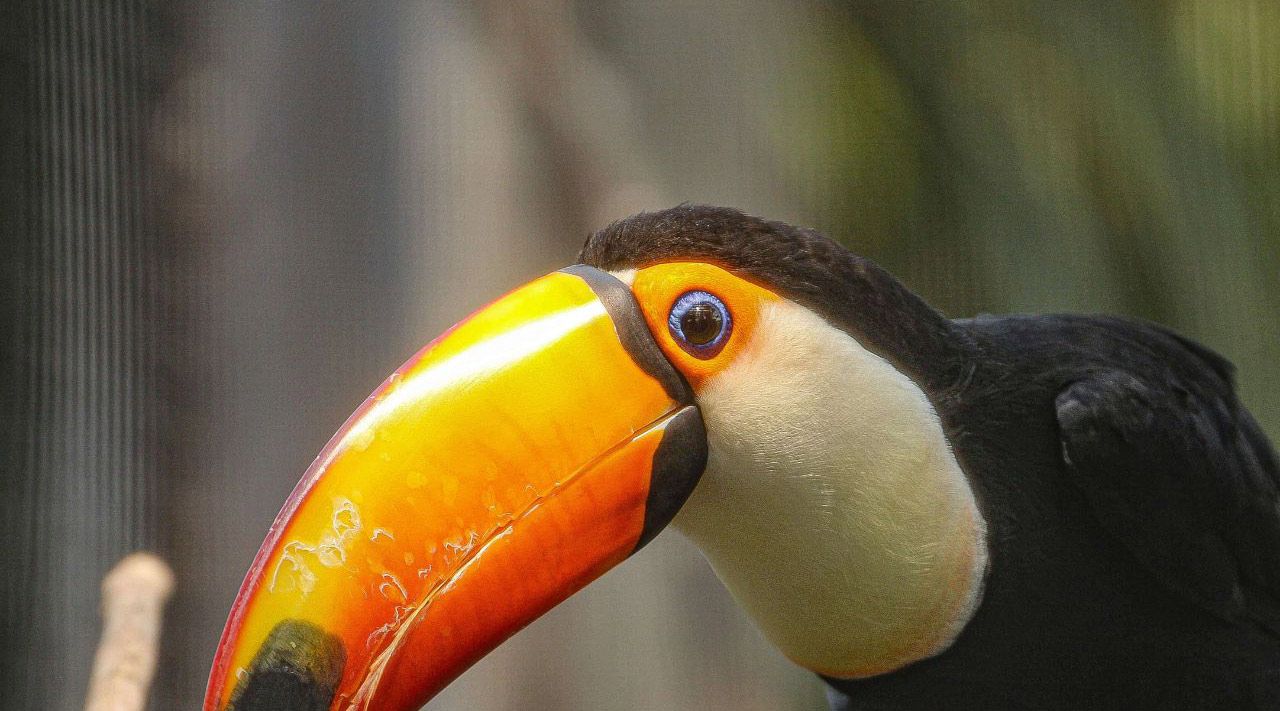 toucan