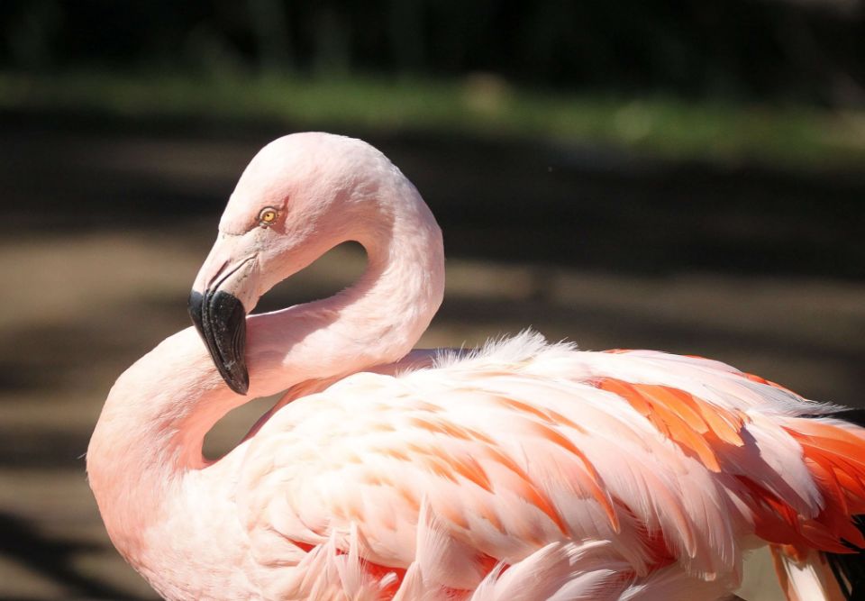 flamingo