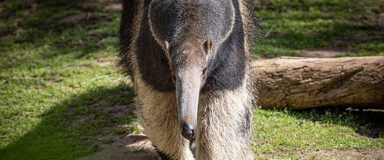 anteater