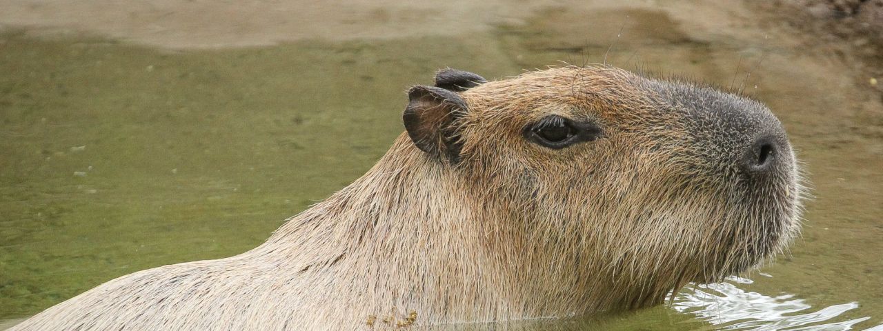 capybara swimming