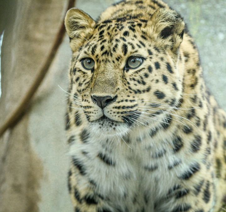 armur leopard
