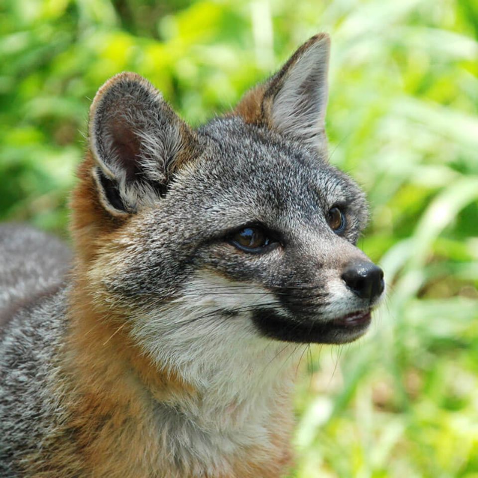 clark island fox