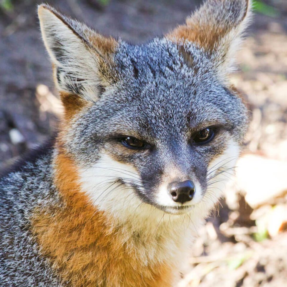 lewis island fox