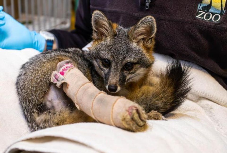 small fox curled up with bandage on leg