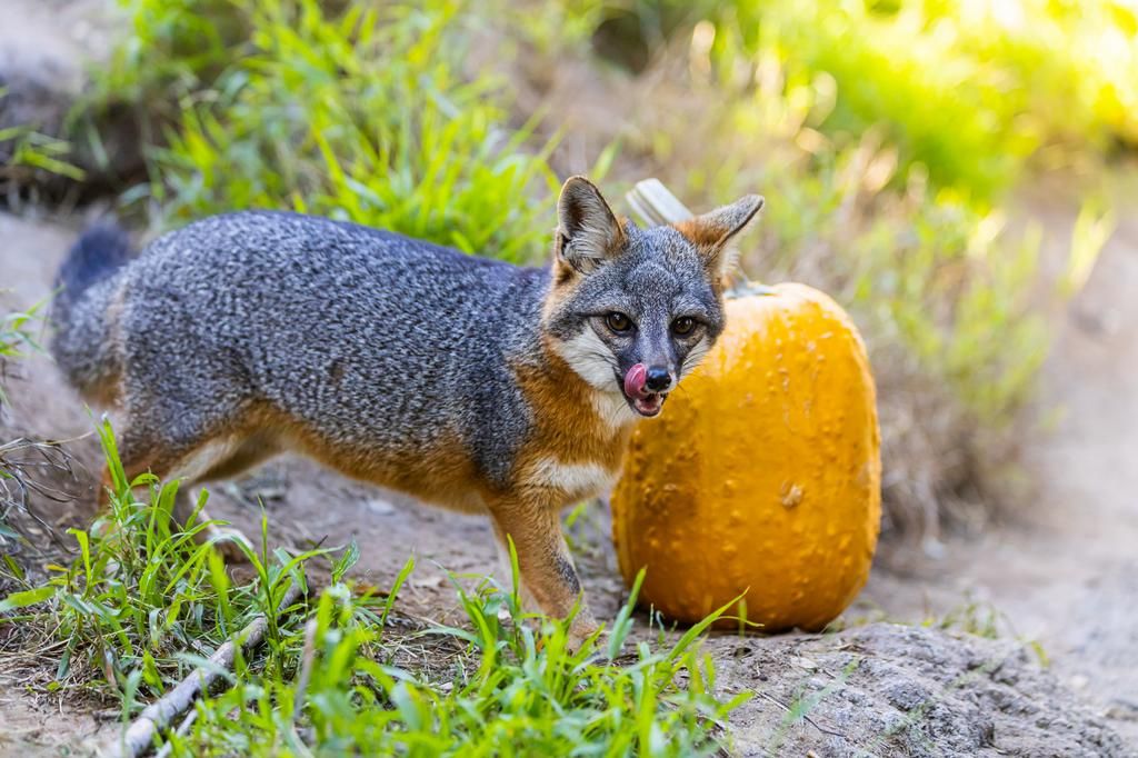 small fox with tongue out standing in front of pumpkin